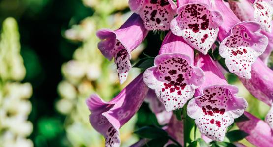 Greenhouse Growing Tips: May Edition