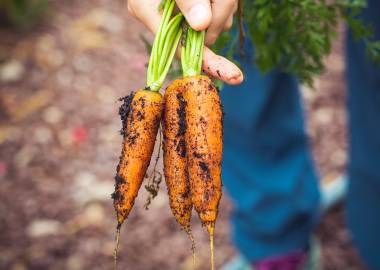 How to Grow Carrots in Containers: A Complete Guide