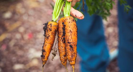 How to Grow Carrots in Containers: A Complete Guide