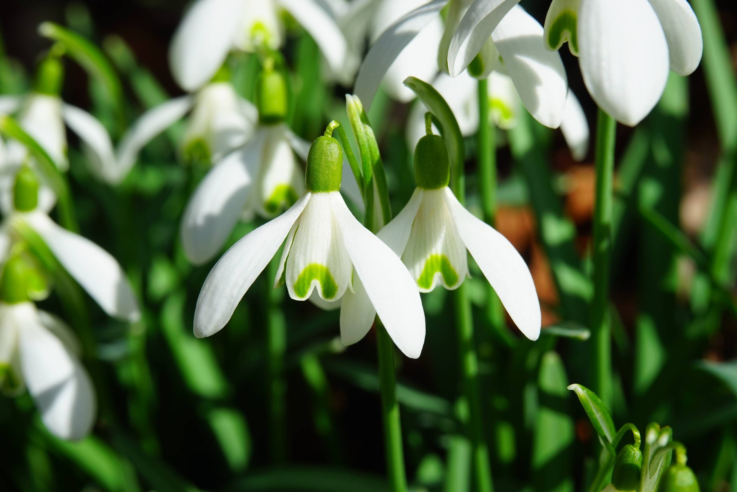 snowdrops