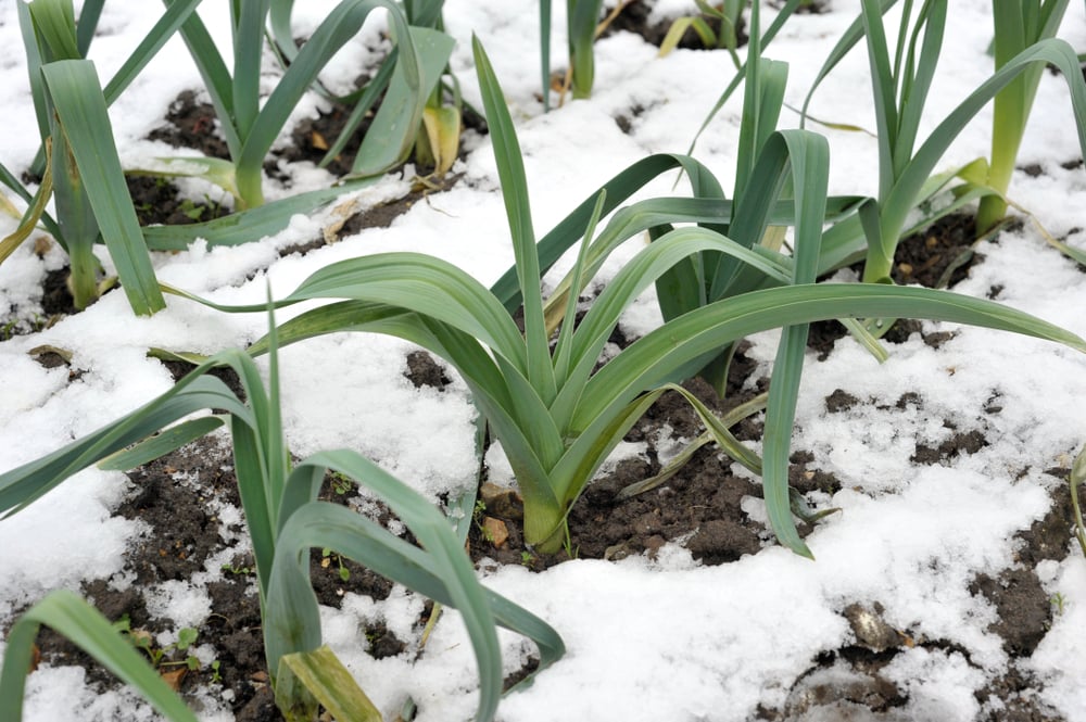 Rows of hardy leeks being grown in the winter snow