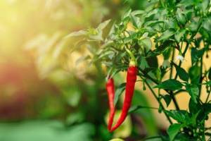 Chillies ready for harvest