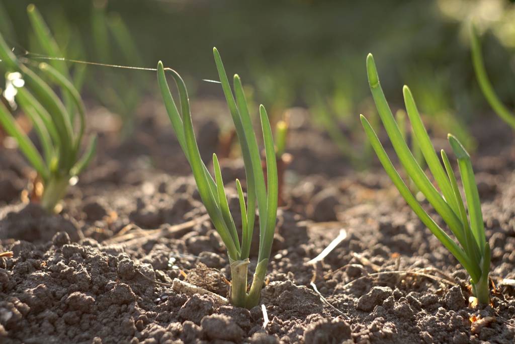 growing garlic