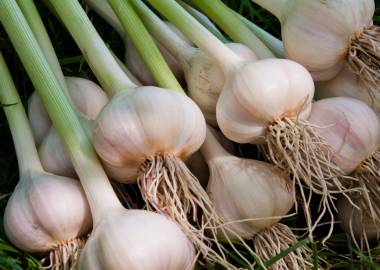 How to Grow Garlic in Your Greenhouse or Cold Frame