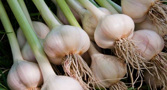 How to Grow Garlic in Your Greenhouse or Cold Frame