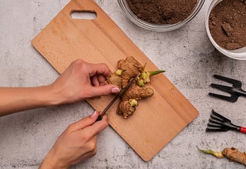 Growing Ginger in a Greenhouse in the UK