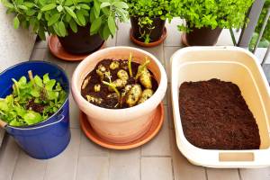 Growing potatoes in containers