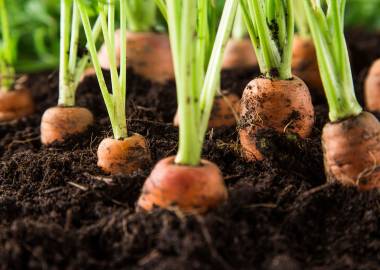 What to Grow in a Greenhouse in February: A Comprehensive Guide