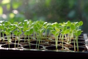 Seedlings in trays