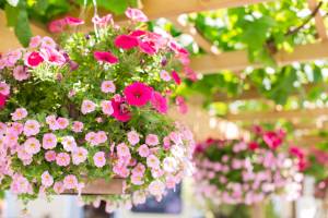 flowering plants in baskets