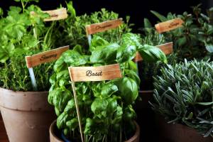 basil plants growing in a greenhouse