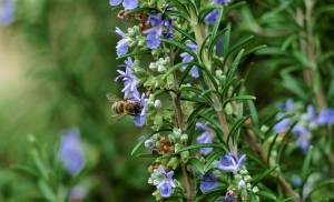 Rosemary bush with flowers