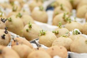 Potatoes chitting in egg boxes