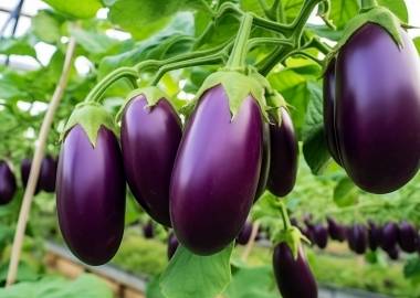 How to Grow Aubergines in a Greenhouse in the UK: A Comprehensive Guide
