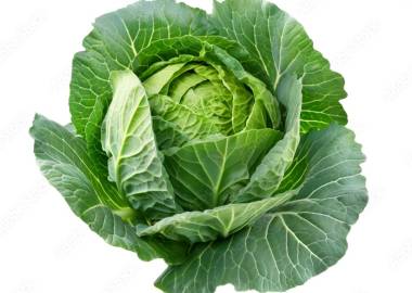 A Guide to Growing Cabbage in a Greenhouse