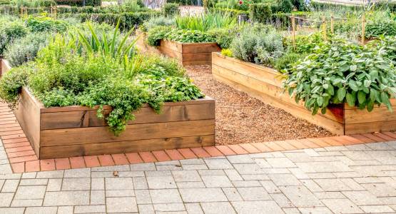 What Are the Best Vegetables to Grow in Raised Beds?