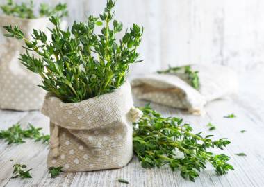 A Guide to Growing Thyme in a Greenhouse