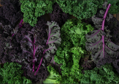 A Guide to Growing Kale in a Greenhouse