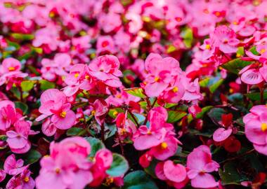A guide to growing begonia tubers in a greenhouse