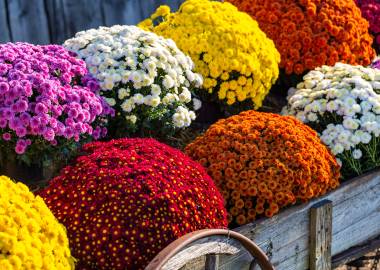 What Flowers to grow in a Greenhouse in the Winter