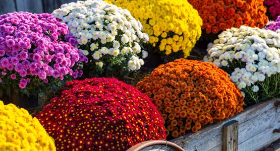 What Flowers to grow in a Greenhouse in the Winter