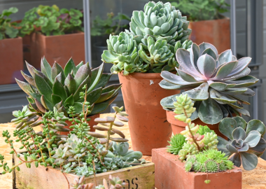 Why grow succulents in a greenhouse?