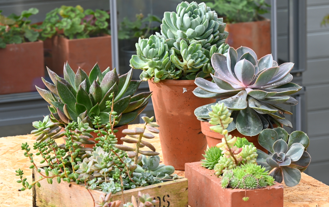 Why grow Succulents in a Greenhouse