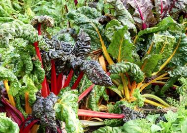 A guide to growing swiss chard in a greenhouse
