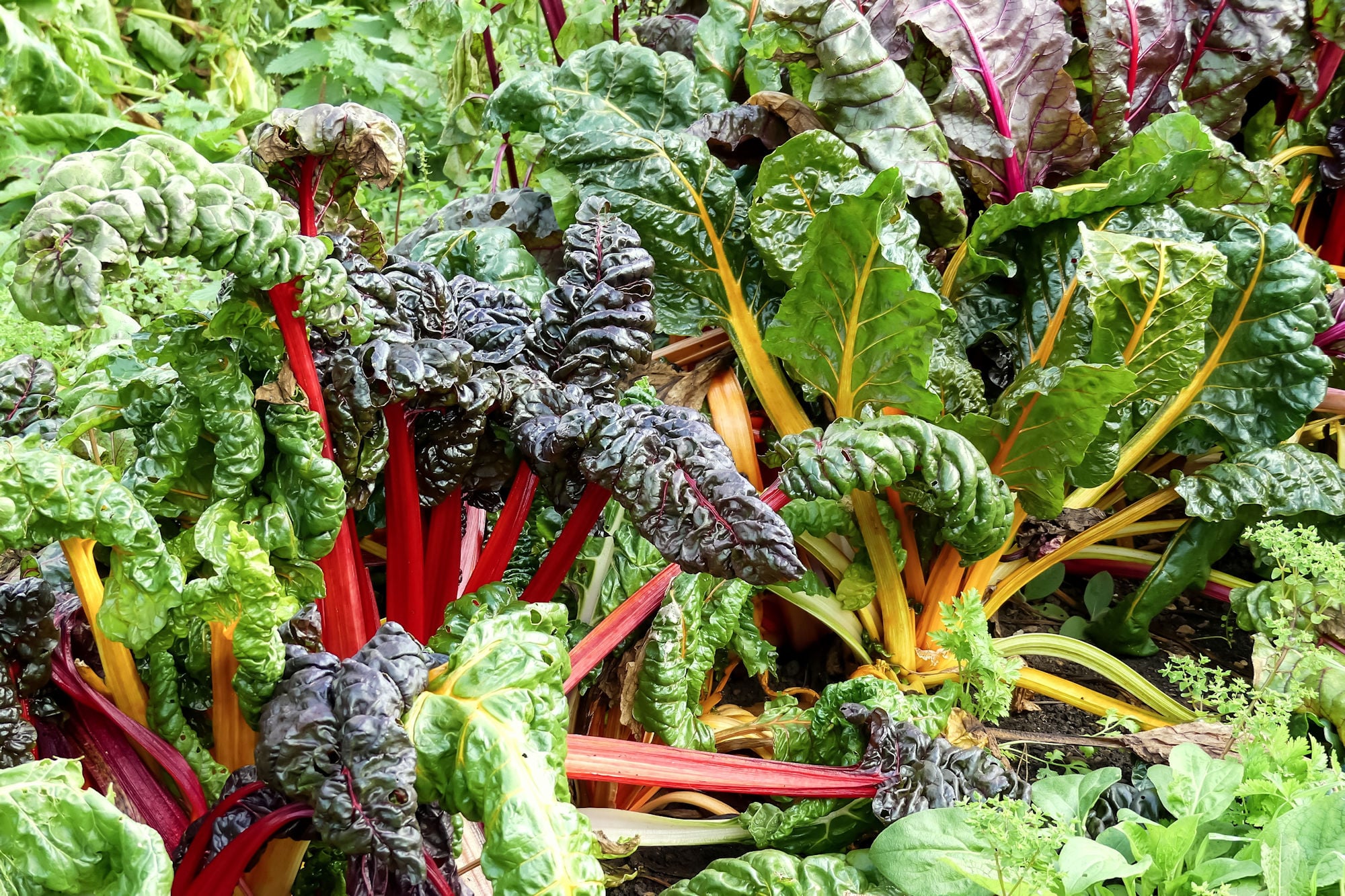 buy wasabi plant Fresh Wasabi Rhizomes – Half Moon Bay Wasabi, LLC