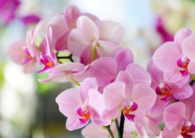 Best Autumn Flowers for a Greenhouse