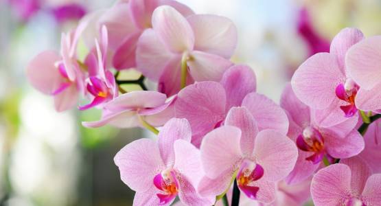Guide to growing orchids in a greenhouse