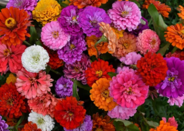 The Best Summer Flowers for a Greenhouse