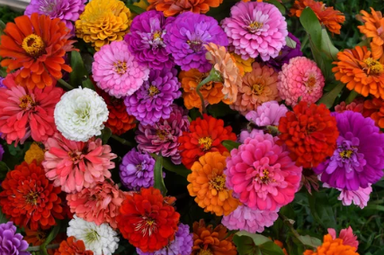 The Best Summer Flowers for a Greenhouse
