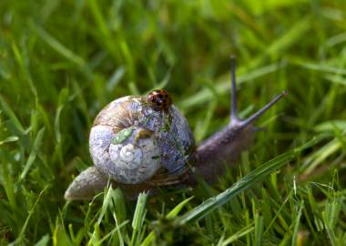 10 Common Pests and How to Control Them in Greenhouses and Gardens (UK Edition)