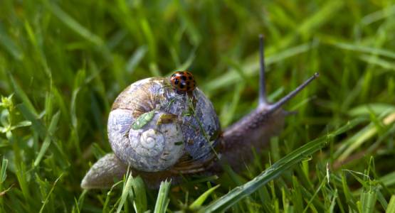snail photo