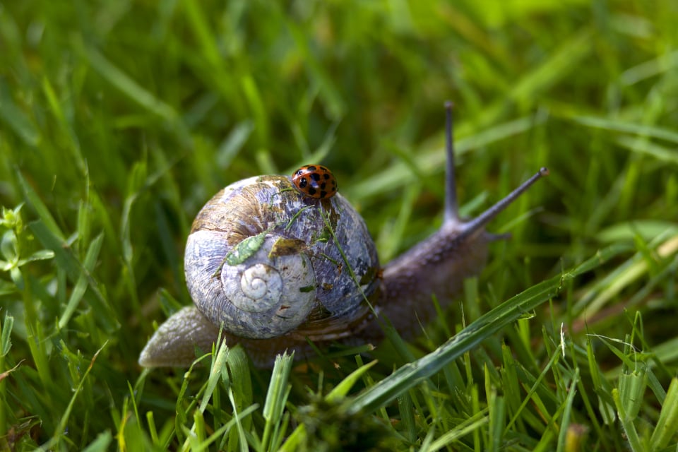 snail photo