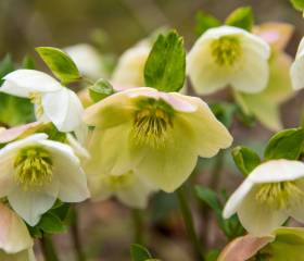 Best Winter Flowers for a Greenhouse: Bringing Colour to the Cold Months