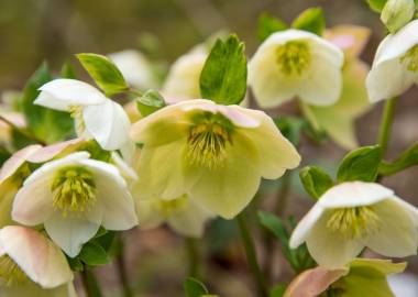 Best Winter Flowers for a Greenhouse: Bringing Colour to the Cold Months
