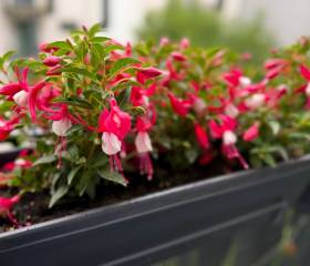Preparing Fuchsias for Overwintering: A Complete Guide for UK Gardeners