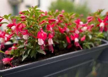 Preparing Fuchsias for Overwintering: A Complete Guide for UK Gardeners
