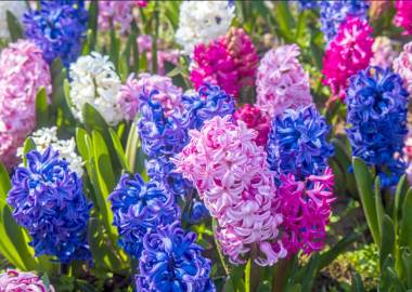 Planting Hyacinths in Greenhouses to Brighten Up the Winter Months