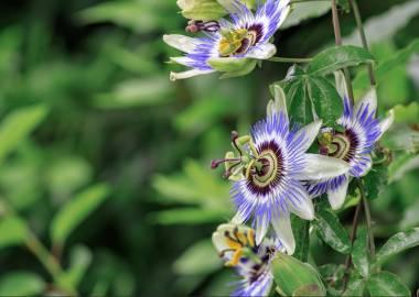 What to Grow in a Greenhouse in September: Fruit, Veg, Exotic Plants & Flowers