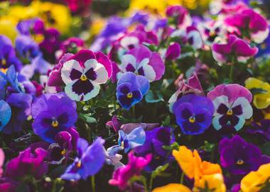 What to Grow in a Greenhouse in August: Tips, Tricks & Top Picks