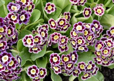 Growing Auriculas in a Small Greenhouse: A Complete Guide