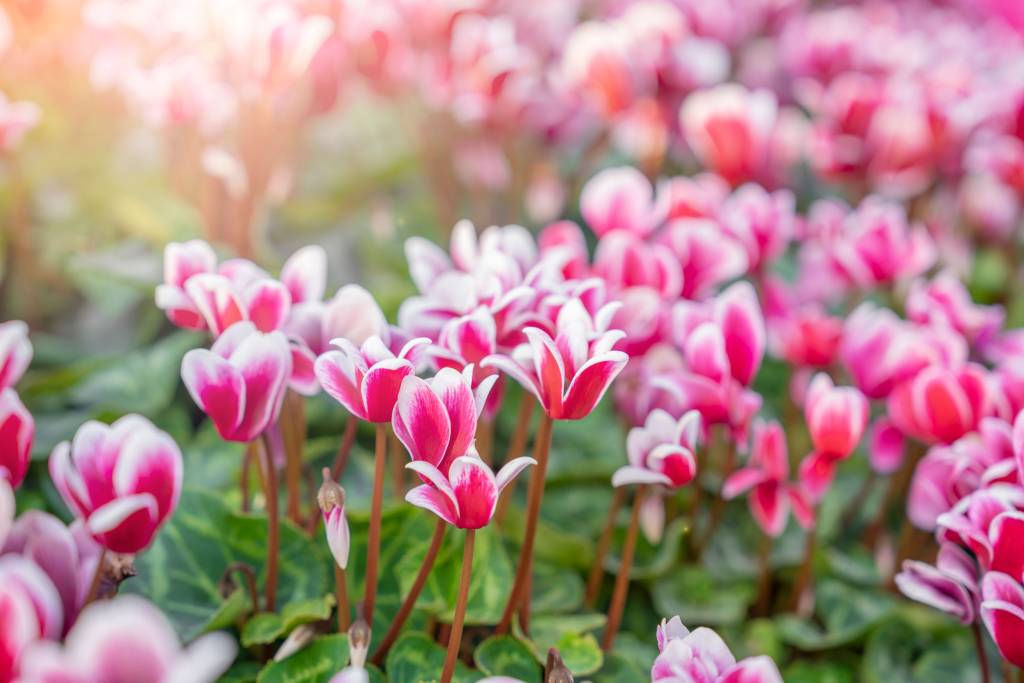 Cyclamen