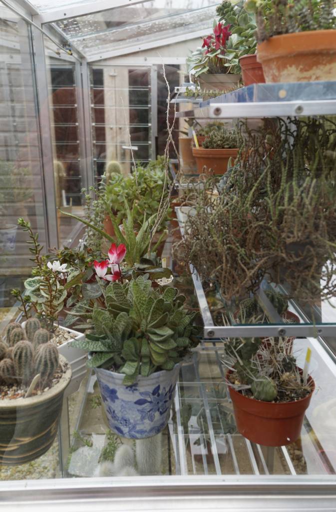 Customer frame with Cacti