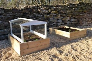 Lettuce under cloche: 24th February