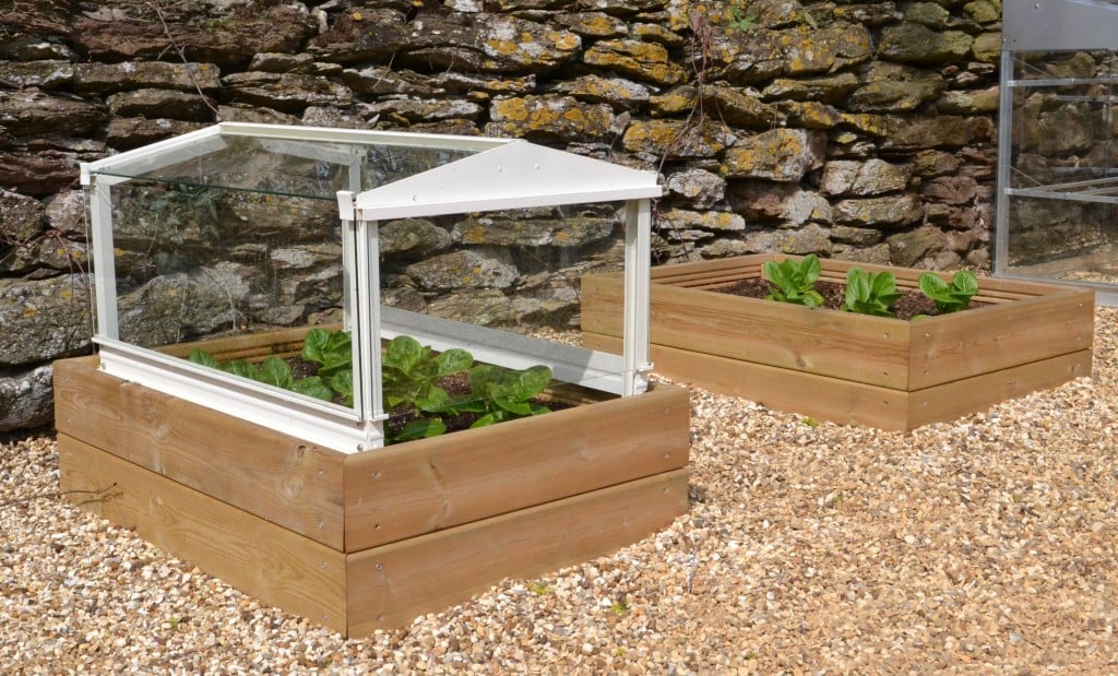 13th April: Lettuce under cloche are bigger