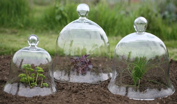 Glass Bell Cloches for Plants