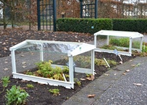 Cloches on a herb bed at RHS Wisley